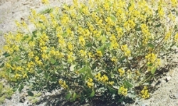 Senna (Cassia senna)